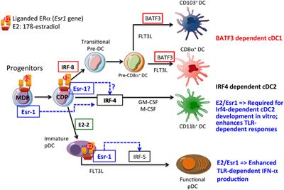 Estrogen Receptor-Dependent Regulation of Dendritic Cell Development and Function